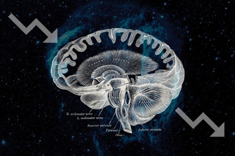 High-contrast diagram of human brain