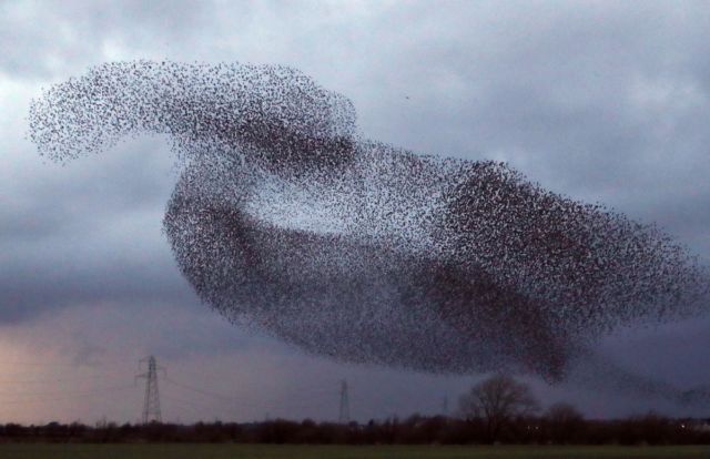 A murmuration of starlings near Gretna Green, in the south of Scotland.