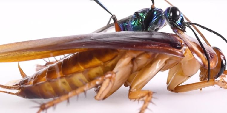 Cockroaches Deliver Karate Kicks To Avoid Being Turned Into “zombies” Ars Technica