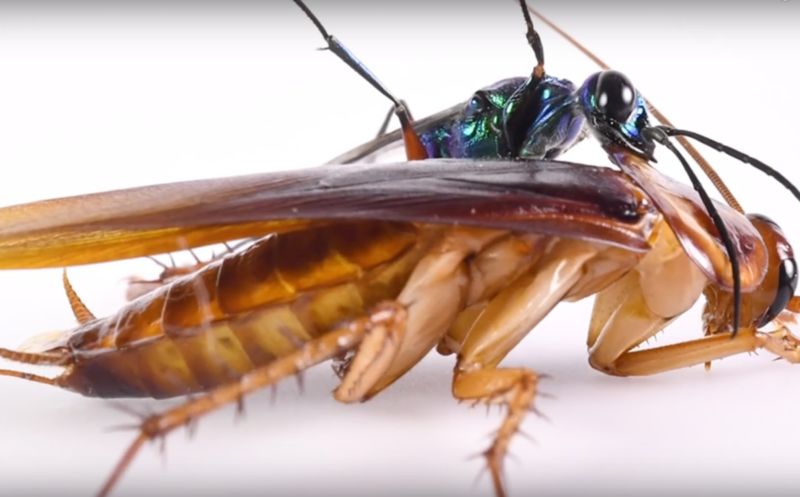 A wasp climbs atop a cockroach against a white background.