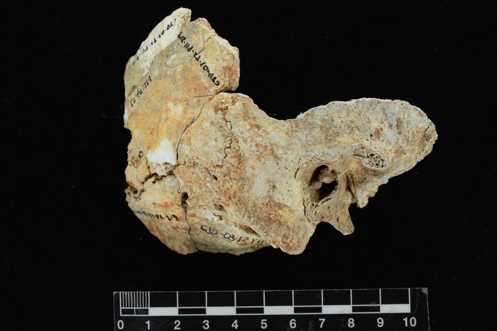 The skulls of ancient pearl divers come with abnormal ear canal bone ...