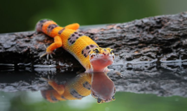 Geckos’ new superpower is running on water; now we know how they do it