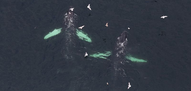 whales swim near the surface of the ocean