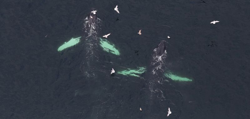 PHOTO-humpback-whales-NOAA-1125x534-Land