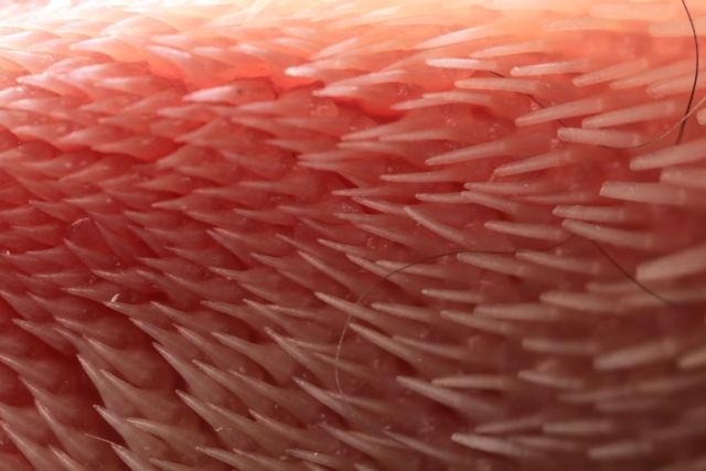 The surface of a cat's tongue has lots of rigid, hollow spines near the tip, with soft cone-shaped ones near the throat.