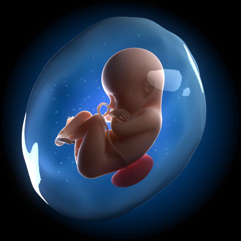 Fetus in the womb, computer artwork.