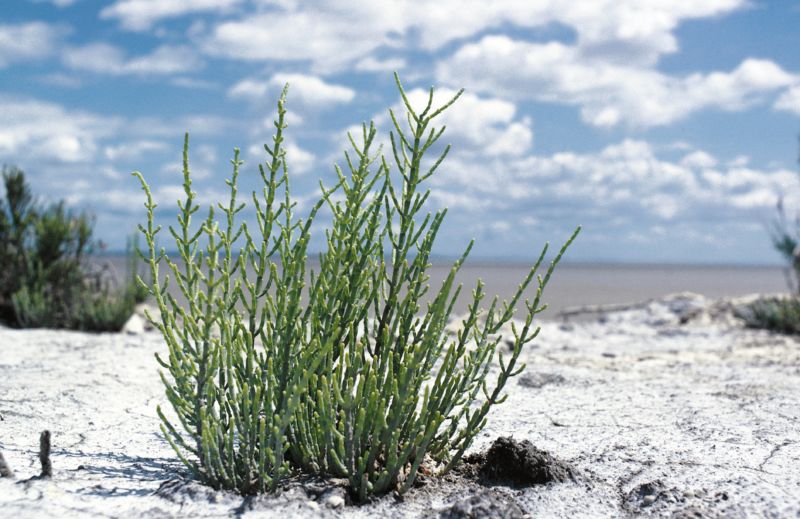 One type of salicornia plant.