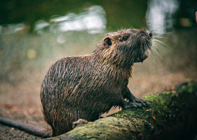 From this angle, nutria seem a bit more palatable, maybe even cute...