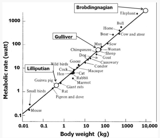 Energy (metabolic rate, watt) of various animals as a function of body mass (kg). Those of Lilliputians, Gulliver, and Brobdingnagians are plotted on a regression line.