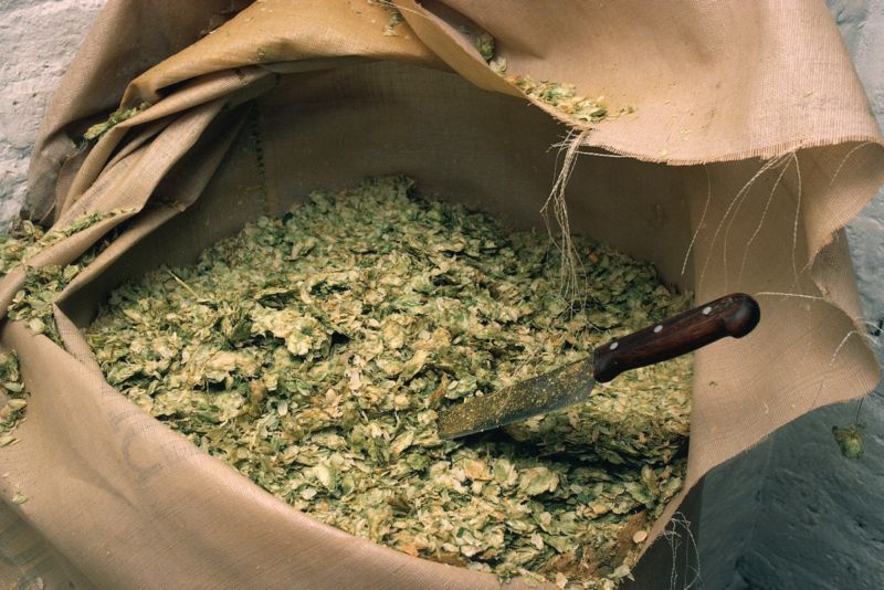 Regional differences in the aromatic compounds found in hop varieties can significantly affect the taste of craft beers.