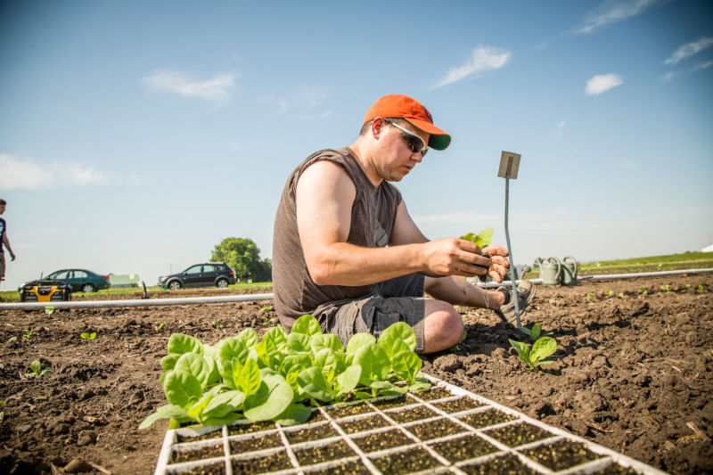 Image of a person hand-transplanting tobacco.
