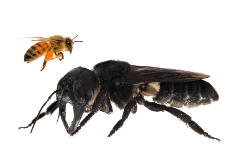 big-freaking-bee-800x546.jpg