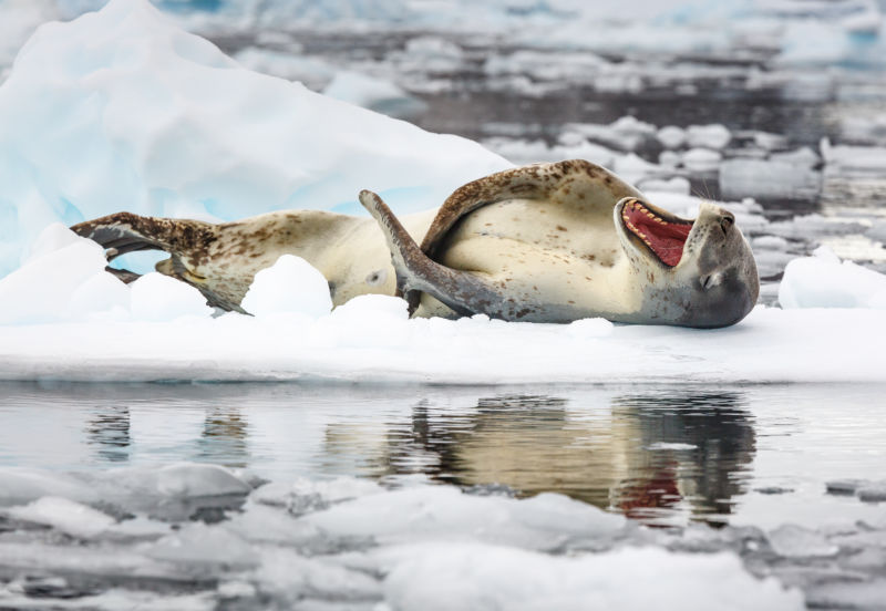 A Leopard Seal appears to roll around laughing while resting on sea ice.