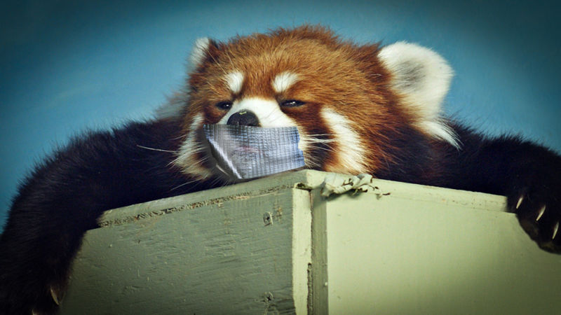 No red pandas were harmed in the making of this image, I promise.