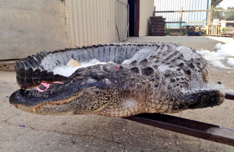 Louisiana's Bayou Dinosaurs