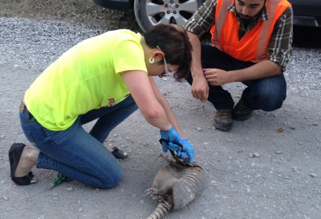 Researchers from Chicago's Field Museum salvaging tissue from a roadkill armadillo.