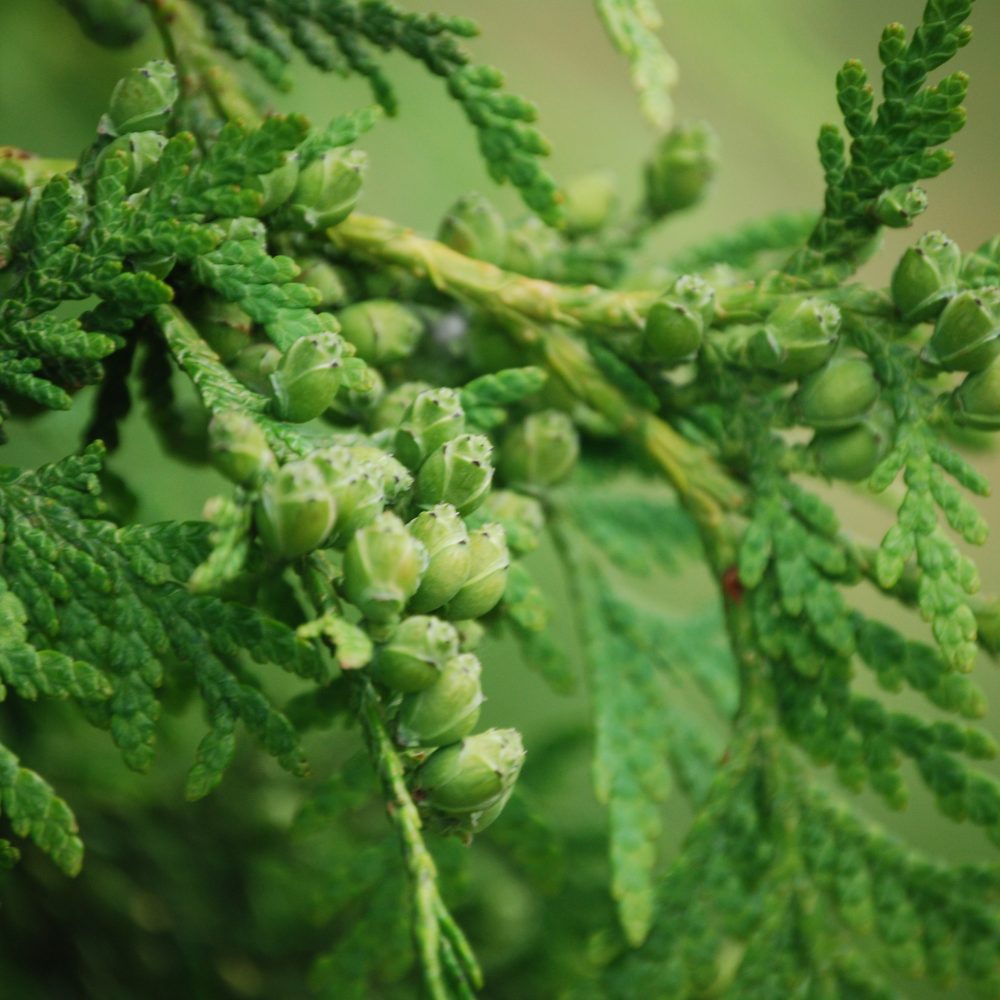 Tag: trees - Ars Technica