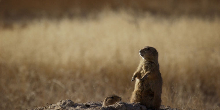 can prairie dogs carry rabies