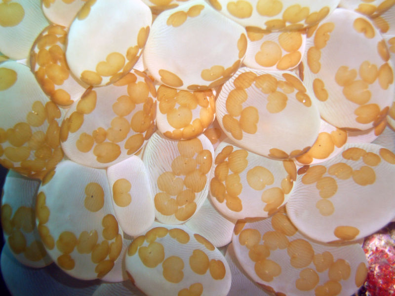Image of orange blobs on a white coral.