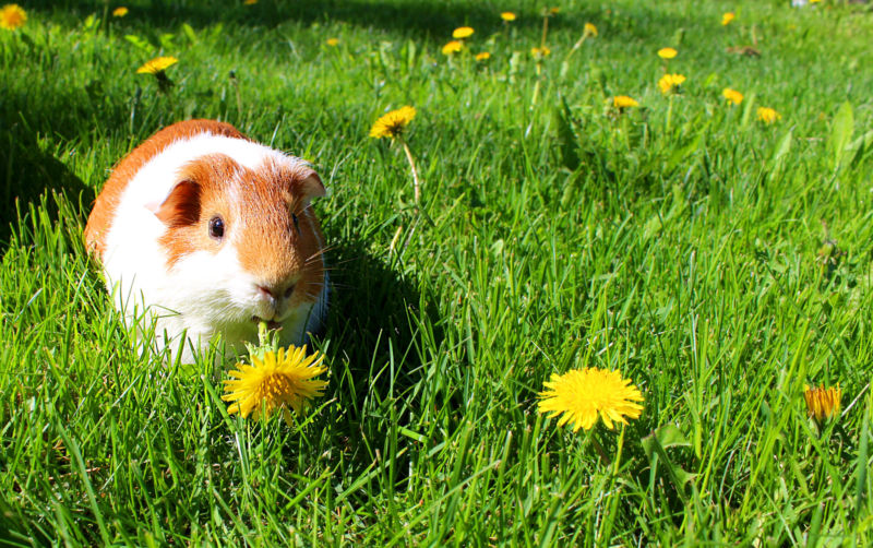 A painfully adorable guinea pig sits amidst green grass.