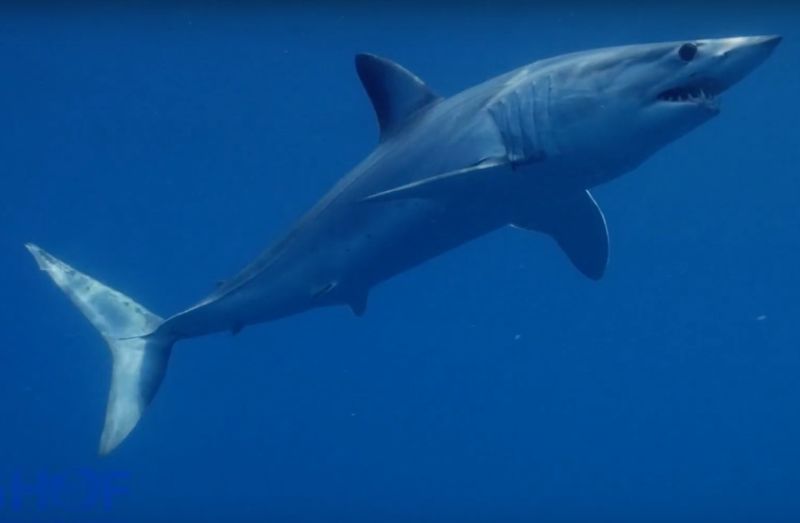 A shortfin mako shark off the coast of Cancun, Mexico. Tiny flexible scales on its skin control flow separation as it swims, reducing pressure drag.