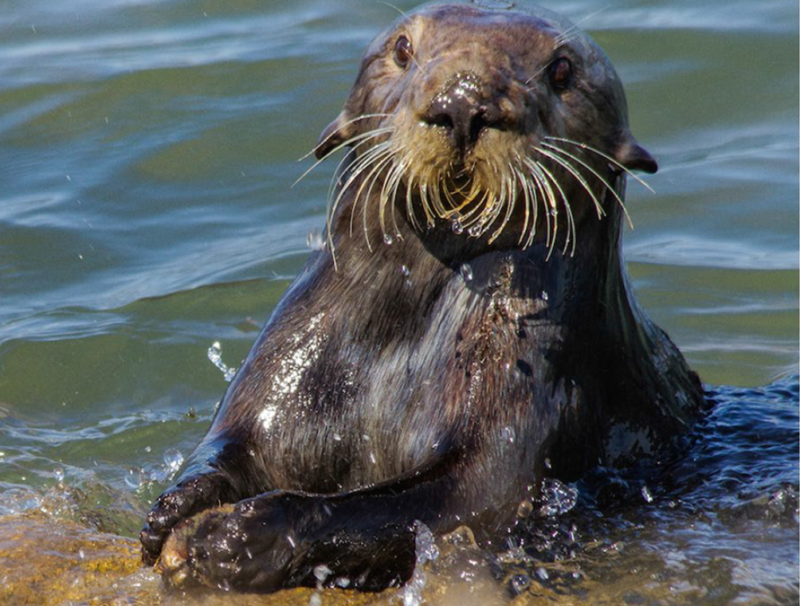 Sea otter archaeology exists, and it’s awesome