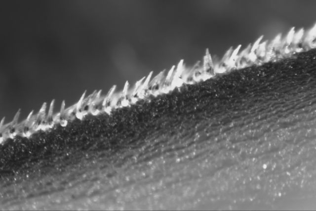 Close-up image of shortfin mako shark scales, called denticles, each measuring about 0.2 millimeters in length. 