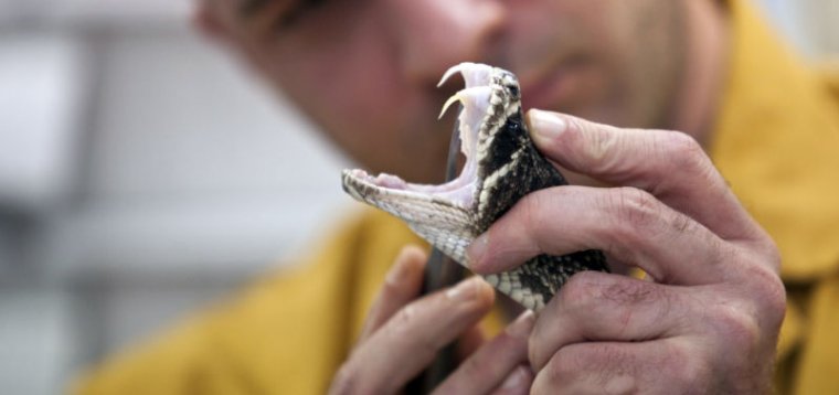 An Eastern diamondback rattlesnake milked for venom. 