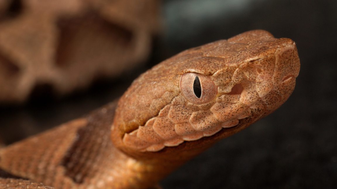 Girl’s $143,000 bill for snakebite treatment reveals antivenin price gouging