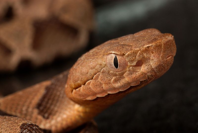 Even this Copperhead thinks it's crazy.