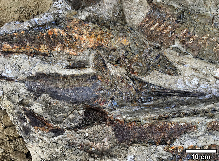 Image of fossilized fish remains.