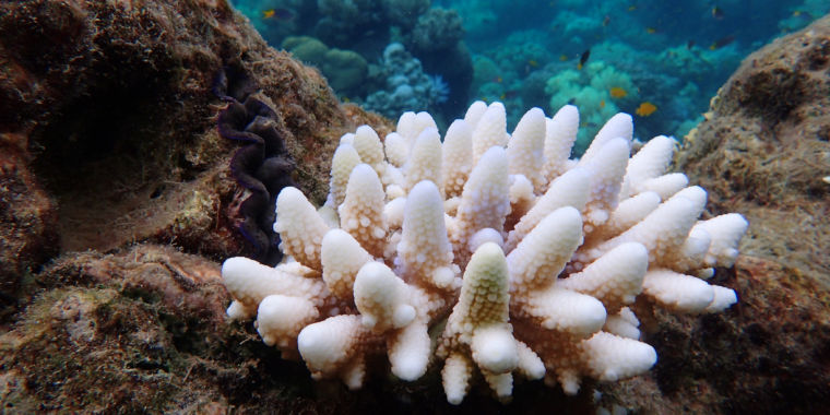 After bleaching, Great Barrier Reef corals aren’t bouncing back quickly ...