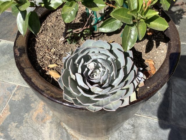 iPad Air closeup shot