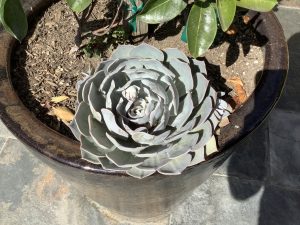 iPad mini closeup shot