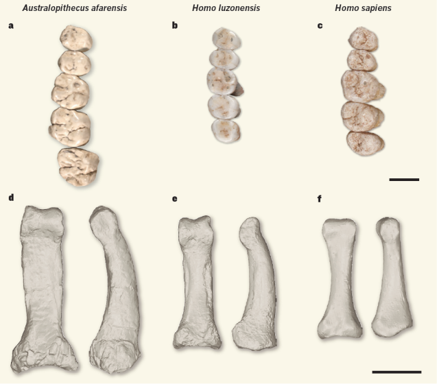 Illusstrated chart of bones and teeth from three hominins