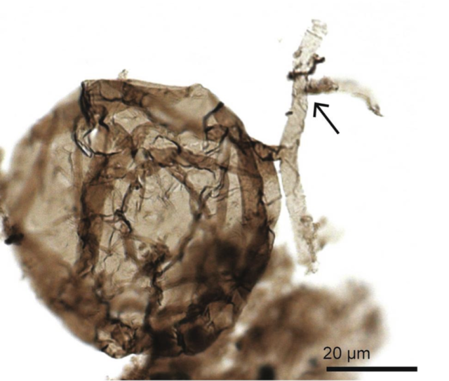 Canadian Arctic fossils are oldest known fungus on Earth - Democratic ...