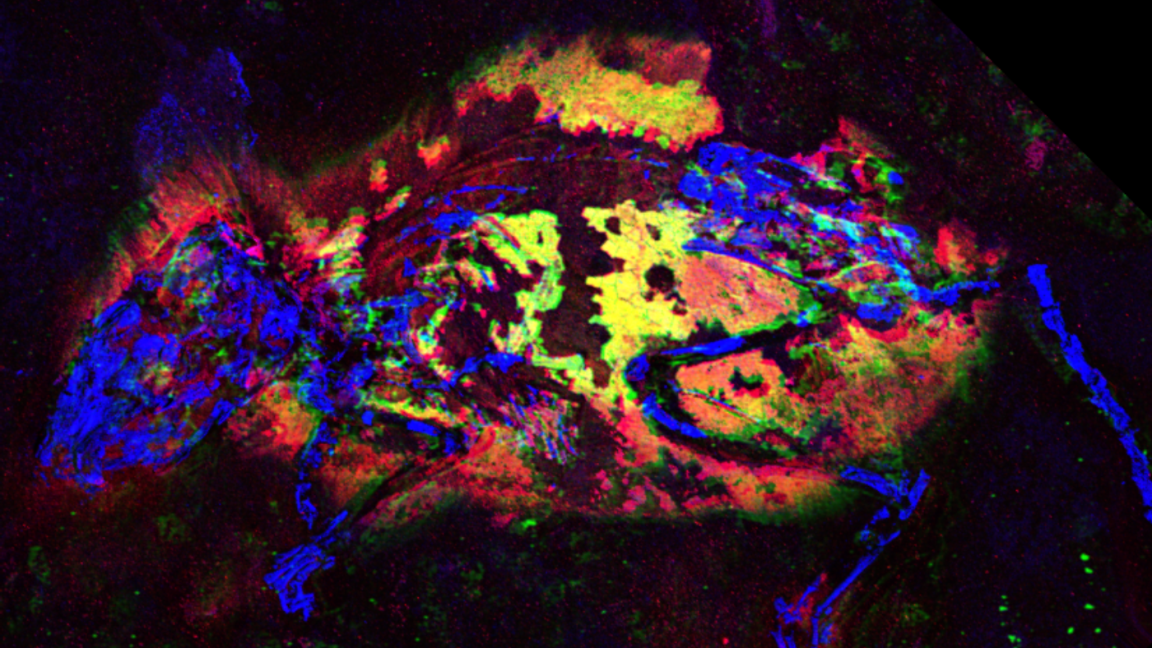 X-rays reveal the colors of a 3 million-year-old fossil mouse - Ars ...