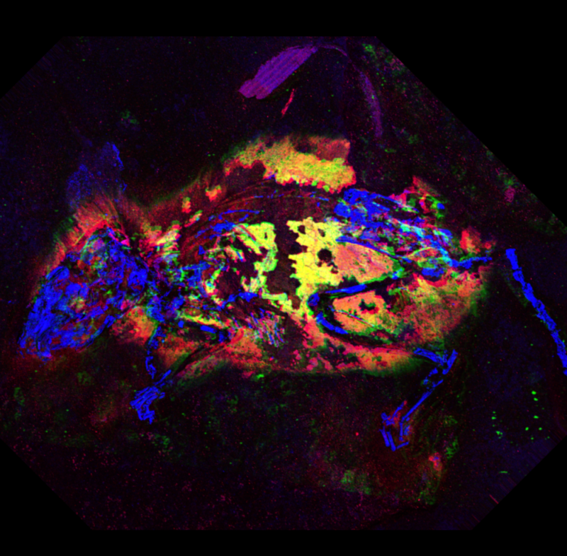 False color image of fossil mouse