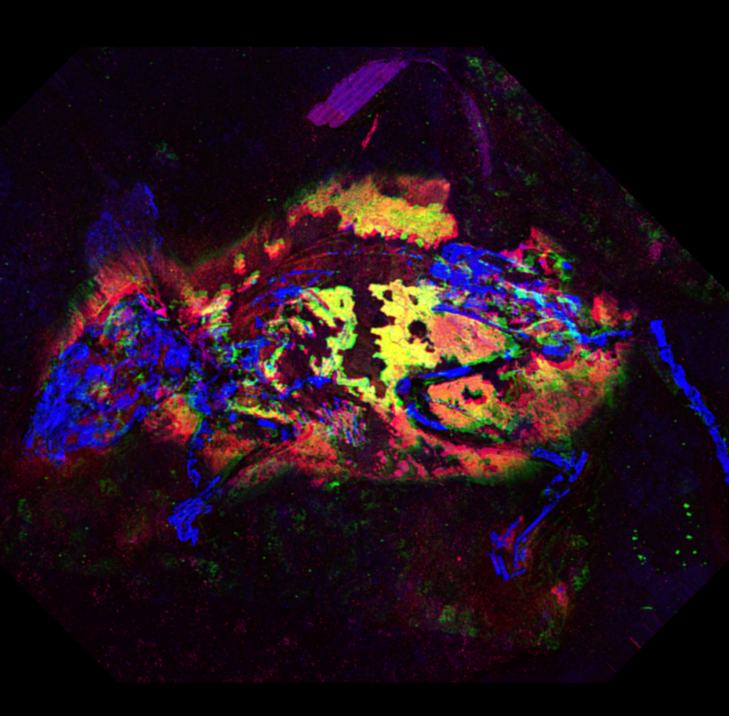 False color image of a fossil mouse