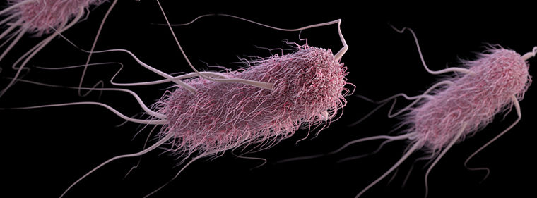 photo of Researchers make their own E. coli genome, compress its genetic code image