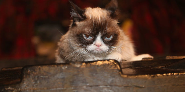 photo of Grumpy Cat’s death marks the end of the joyful Internet image