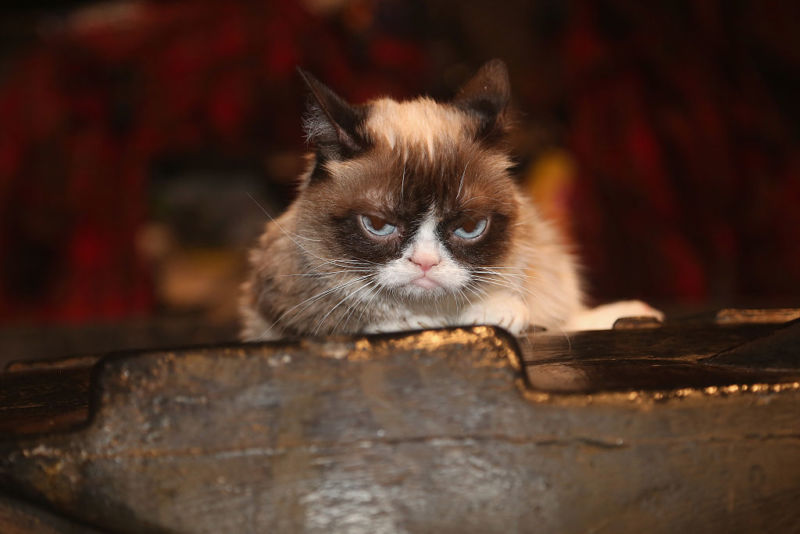 Grumpy Cat's Death Marks the End of the Joyful Internet