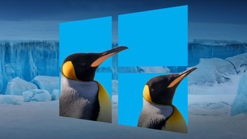 windows-penguins-800x450.jpg