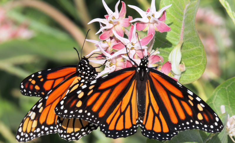 Declining monarch-butterfly populations may be hard to restore