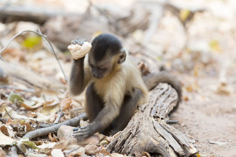 Capuchin monkeys have a 3,000-year archaeological record