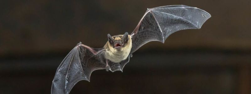 Why do bats have such bizarrely long lifespans? | Ars Technica