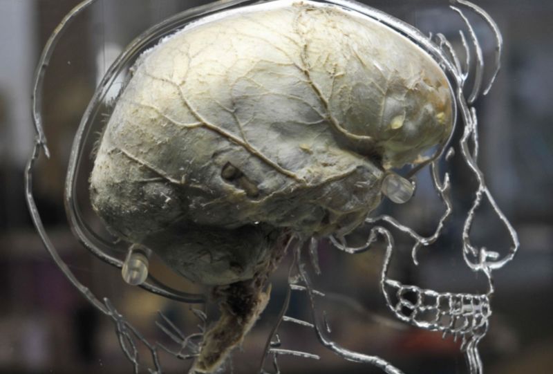 A real human brain hanging in the liquid within a human figure carved in acrylic, exhibited at the Bristol Science Center in England. New research reveals more evidence that the brain is operating near a critical point.