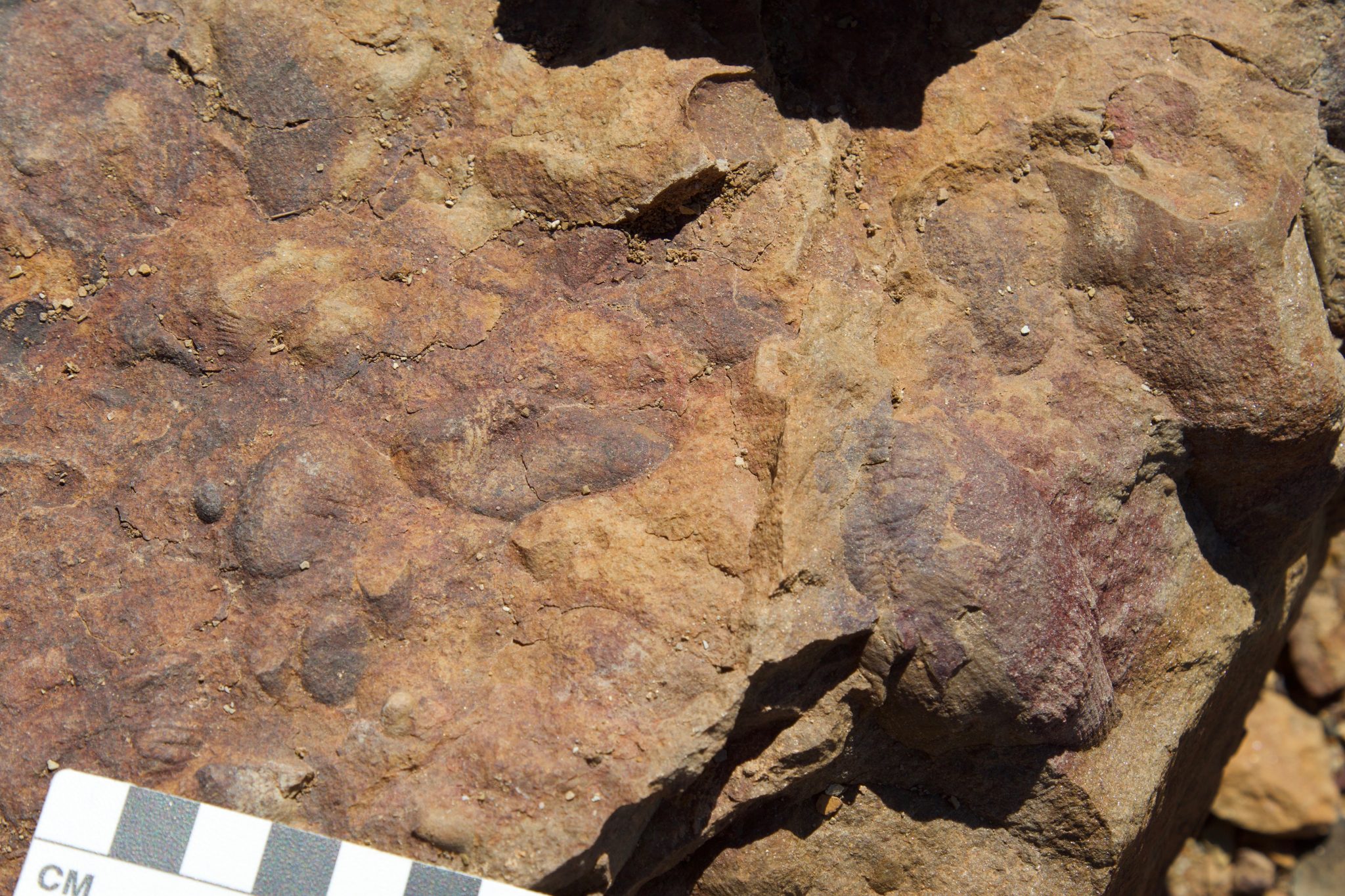 Physics indicates some of Earth’s earliest animals helped each other ...
