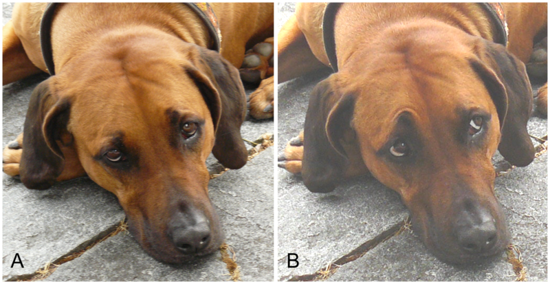 Two images of a dog showing different facial expressions.