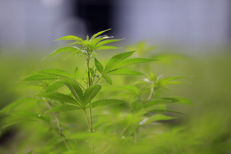 Marijuana grows in a Colorado greenhouse, not for research.